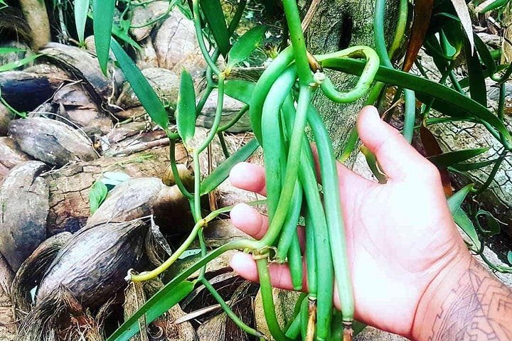 Ervaar een authentiek Polynesisch avontuur met lagunetours, parelboerderijen en vanillevalleibezoeken in Raiatea, foto 18 | wizardtrip