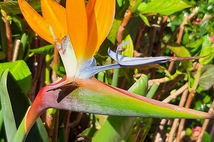 Explore a deslumbrante costa oeste da Madeira, incluindo a Floresta do Fanal e as piscinas naturais de Porto Moniz, num passeio cénico em pequeno grupo, foto 25 | wizardtrip