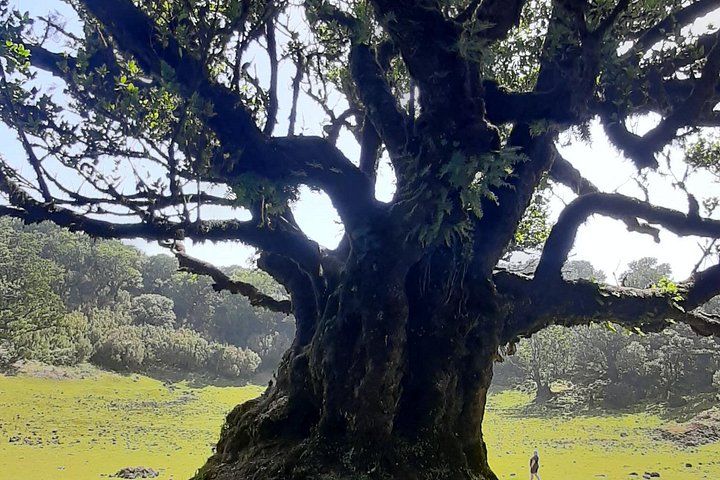 Explore a deslumbrante costa oeste da Madeira, incluindo a Floresta do Fanal e as piscinas naturais de Porto Moniz, num passeio cénico em pequeno grupo, foto 26 | wizardtrip