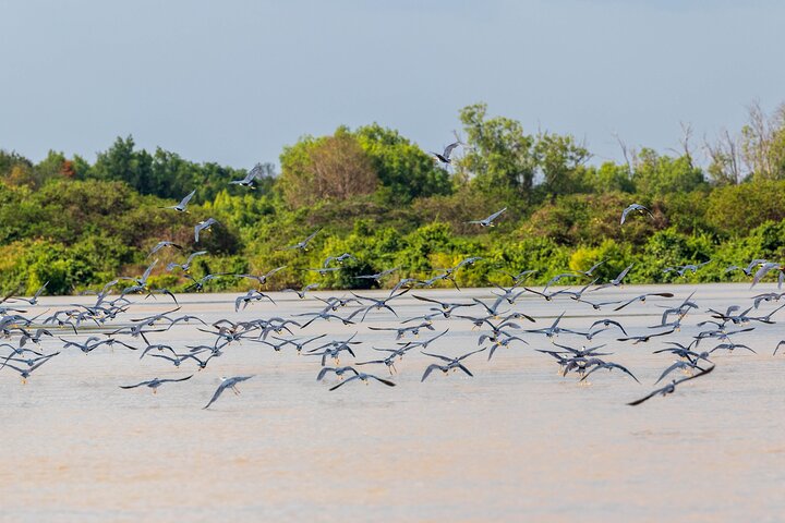 Erleben Sie Krokodile, die während einer aufregenden Wildtierkreuzfahrt in der Nähe von Darwin, Australien, aus dem Adelaide River springen, Foto 6 | wizardtrip