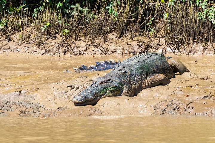 Erleben Sie Krokodile, die während einer aufregenden Wildtierkreuzfahrt in der Nähe von Darwin, Australien, aus dem Adelaide River springen, Foto 7 | wizardtrip