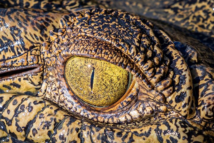 Erleben Sie Krokodile, die während einer aufregenden Wildtierkreuzfahrt in der Nähe von Darwin, Australien, aus dem Adelaide River springen, Foto 8 | wizardtrip