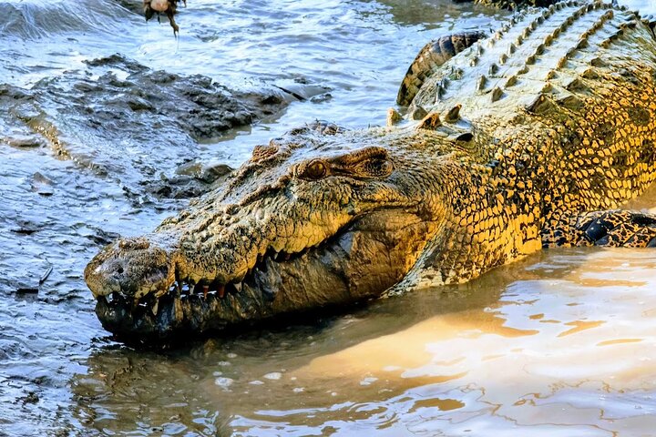 Erleben Sie Krokodile, die während einer aufregenden Wildtierkreuzfahrt in der Nähe von Darwin, Australien, aus dem Adelaide River springen, Foto 10 | wizardtrip
