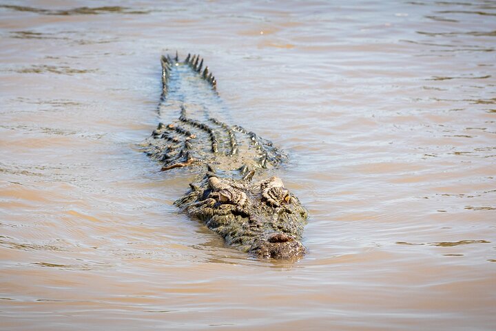 Erleben Sie Krokodile, die während einer aufregenden Wildtierkreuzfahrt in der Nähe von Darwin, Australien, aus dem Adelaide River springen, Foto 11 | wizardtrip