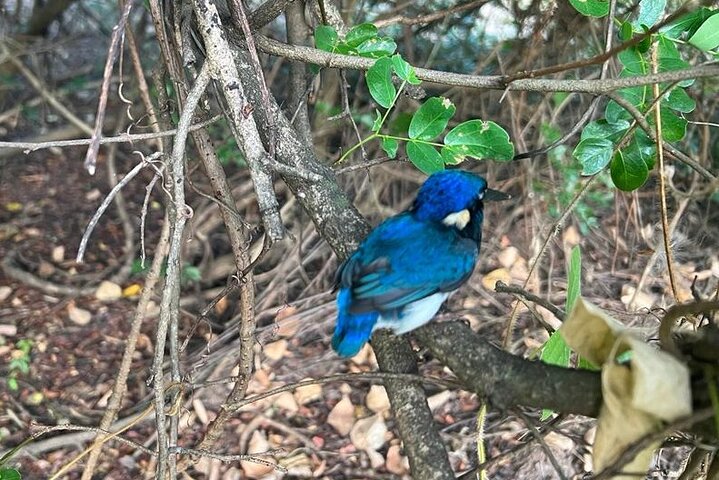 Erleben Sie Krokodile, die während einer aufregenden Wildtierkreuzfahrt in der Nähe von Darwin, Australien, aus dem Adelaide River springen, Foto 12 | wizardtrip