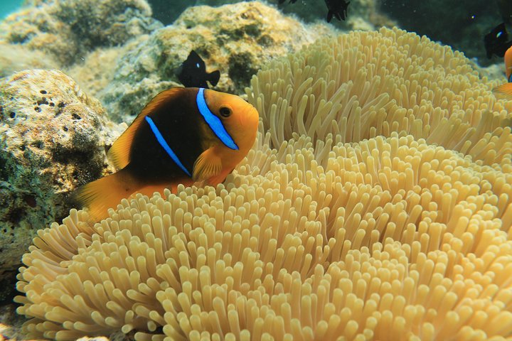 カラフルな魚とサンゴがいるボラボラ島のラグーンでの水中ヘルメットウォーク、写真6 | wizardtrip