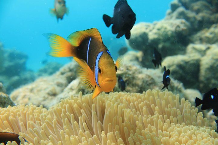 カラフルな魚とサンゴがいるボラボラ島のラグーンでの水中ヘルメットウォーク、写真8 | wizardtrip