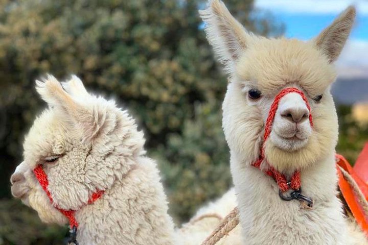 Heldagstur til Quilotoa-lagunen fra Quito, Ecuador, med fantastisk udsigt over krater søen og andinsk landskab, foto 10 | wizardtrip