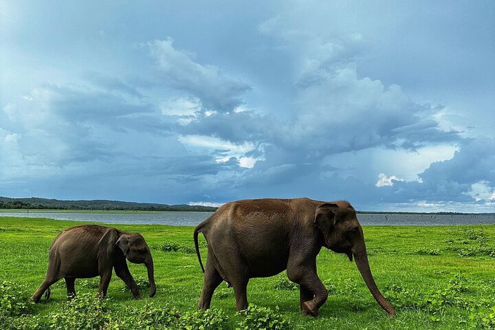 Privat biltur på Sri Lanka med chauffør, der udforsker ikoniske vartegn og naturskønne ruter, foto 6 | wizardtrip