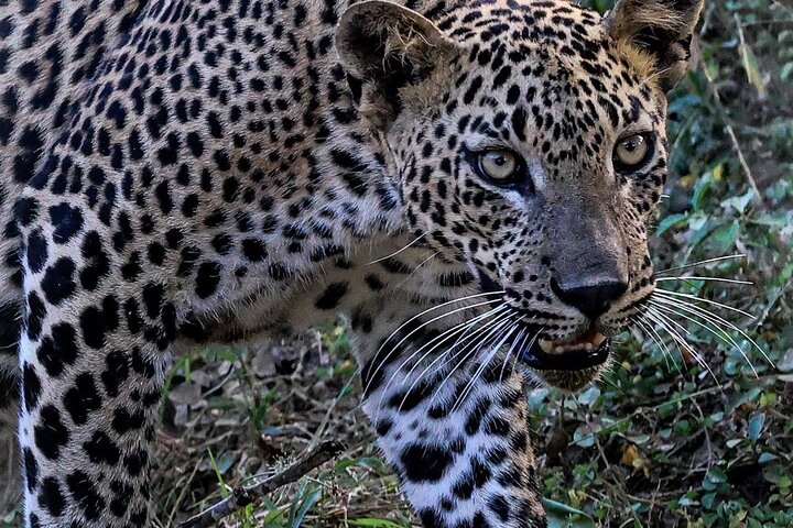 Privat biltur på Sri Lanka med chauffør, der udforsker ikoniske vartegn og naturskønne ruter, foto 15 | wizardtrip