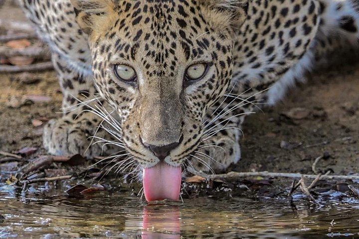 Privat biltur på Sri Lanka med chauffør, der udforsker ikoniske vartegn og naturskønne ruter, foto 20 | wizardtrip