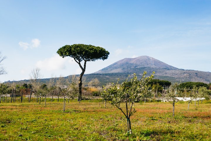 ナポリ発のガイドツアーで、ポンペイの遺跡と雄大なヴェスヴィオ火山を探索しましょう。ランチとワインテイスティングも含まれます、写真15 | wizardtrip