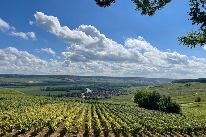 Excursión de un día a Champagne desde París con viñedos, Catedral de Reims y cata de vinos, foto 25 | wizardtrip
