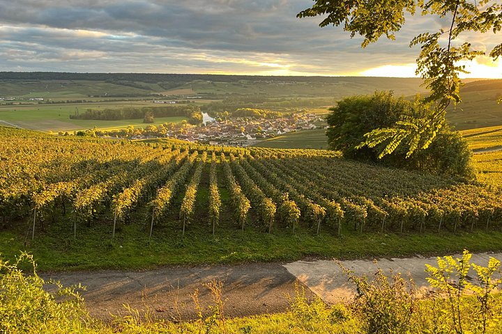 Excursión de un día a Champagne desde París con viñedos, Catedral de Reims y cata de vinos, foto 32 | wizardtrip