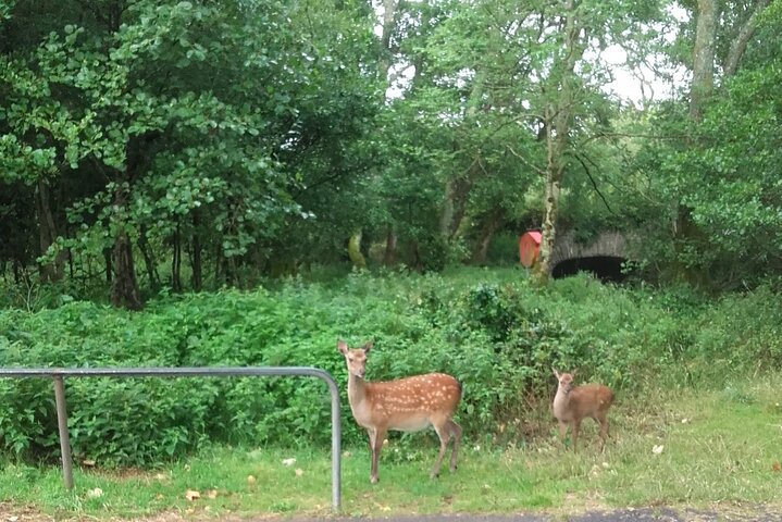 Tradisjonell Jaunting-bil-tur gjennom Killarney nasjonalpark, Irland, som viser innsjøer og fjell, foto 7 | wizardtrip