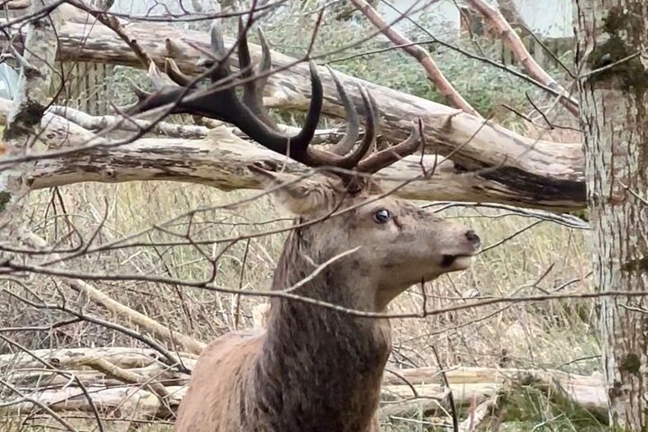 Tradisjonell Jaunting-bil-tur gjennom Killarney nasjonalpark, Irland, som viser innsjøer og fjell, foto 16 | wizardtrip