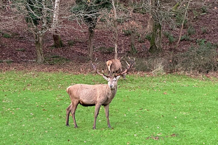 Tradisjonell Jaunting-bil-tur gjennom Killarney nasjonalpark, Irland, som viser innsjøer og fjell, foto 17 | wizardtrip