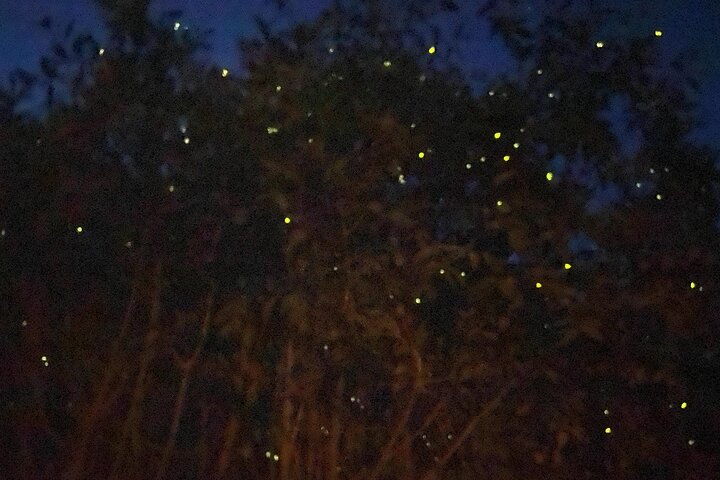 Kuala Selangor Fireflies & Blue Tears Guided Tour with Dinner (Shared Tour) | wizardtrip