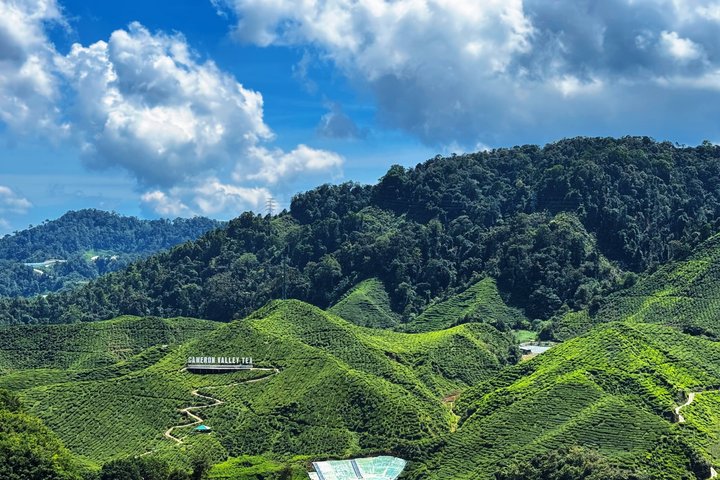 Geführte Tagestour zu den Cameron Highlands, Malaysia, mit Teeplantagen, Märkten und Wasserfällen, Foto 6 | wizardtrip