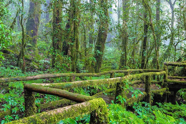 Erkunden Sie den Doi Inthanon Nationalpark, Wasserfälle und königliche Pagoden auf einer Kleingruppentour von Chiang Mai, Thailand, Foto 6 | wizardtrip
