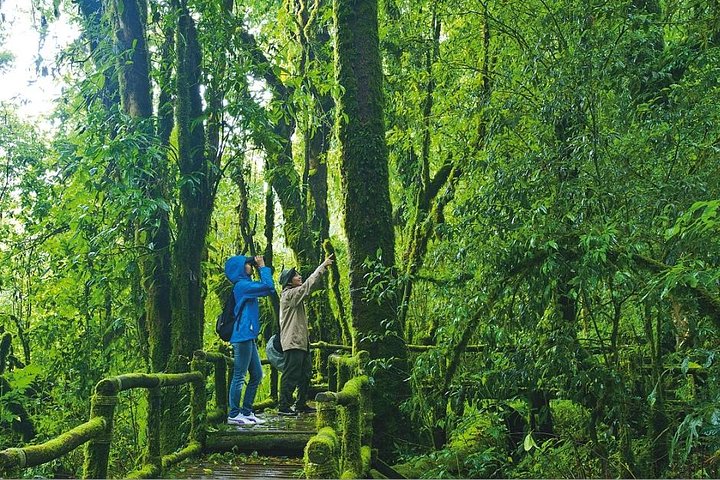 Erkunden Sie den Doi Inthanon Nationalpark, Wasserfälle und königliche Pagoden auf einer Kleingruppentour von Chiang Mai, Thailand, Foto 7 | wizardtrip