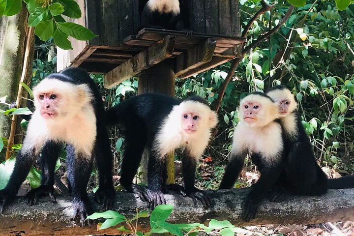 Genießen Sie einen tropischen Urlaub in Roatan, der Strandspaß mit Tierbegegnungen in einem Schutzgebiet kombiniert, Foto 6 | wizardtrip