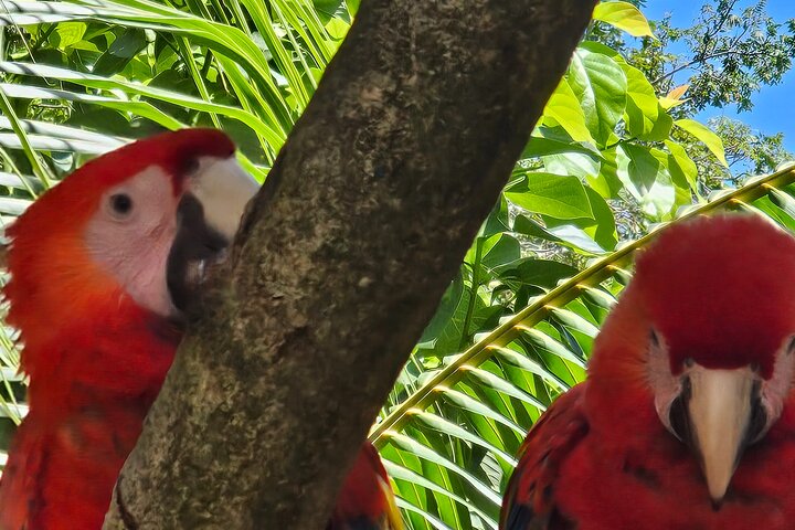 Genießen Sie einen tropischen Urlaub in Roatan, der Strandspaß mit Tierbegegnungen in einem Schutzgebiet kombiniert, Foto 7 | wizardtrip