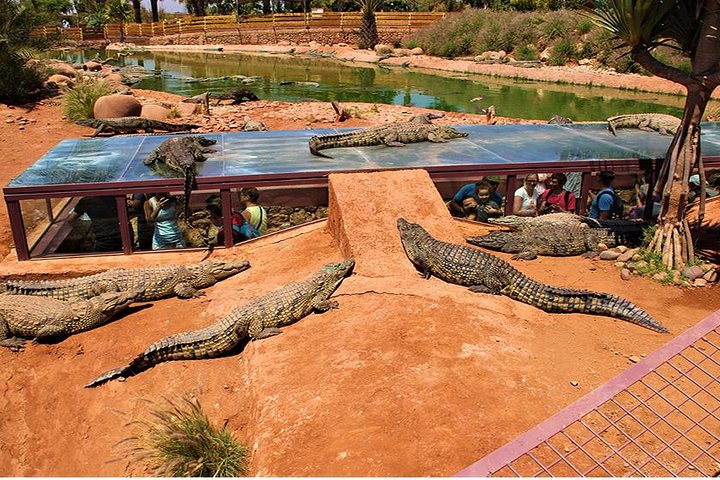 Utforsk Crocoparc Agadir, en unik park med krokodiller, eksotiske planter og familieattraksjoner, foto 6 | wizardtrip