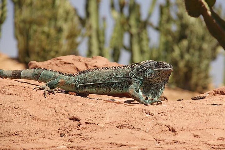 Utforsk Crocoparc Agadir, en unik park med krokodiller, eksotiske planter og familieattraksjoner, foto 7 | wizardtrip