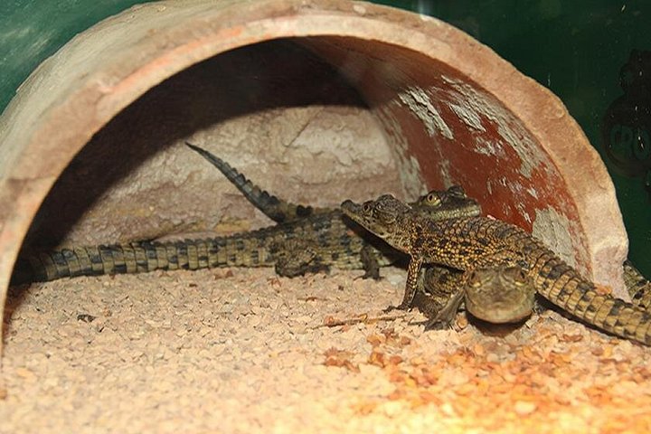 Utforsk Crocoparc Agadir, en unik park med krokodiller, eksotiske planter og familieattraksjoner, foto 11 | wizardtrip