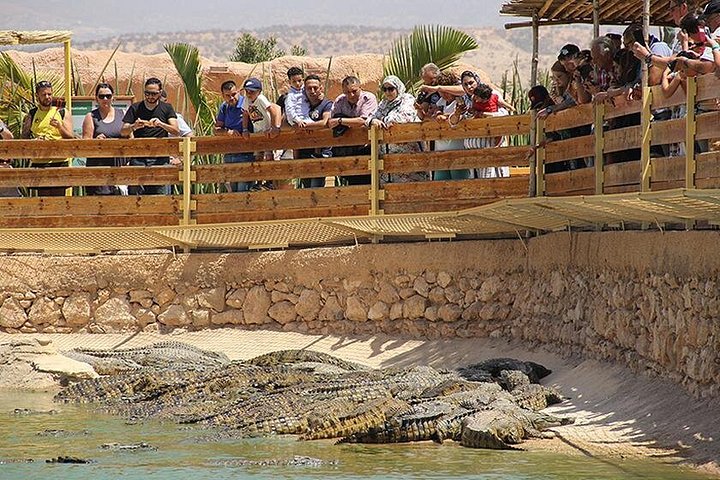 Utforsk Crocoparc Agadir, en unik park med krokodiller, eksotiske planter og familieattraksjoner, foto 13 | wizardtrip
