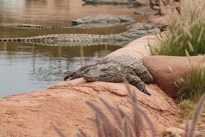 Utforsk Crocoparc Agadir, en unik park med krokodiller, eksotiske planter og familieattraksjoner, foto 17 | wizardtrip
