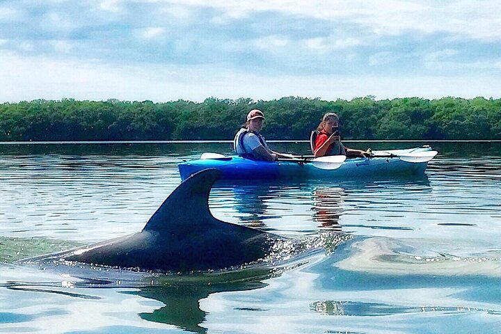 Kajaktour durch Mangroventunnel und auf dem Wasser der Shell Key Preserve, Foto 6 | wizardtrip