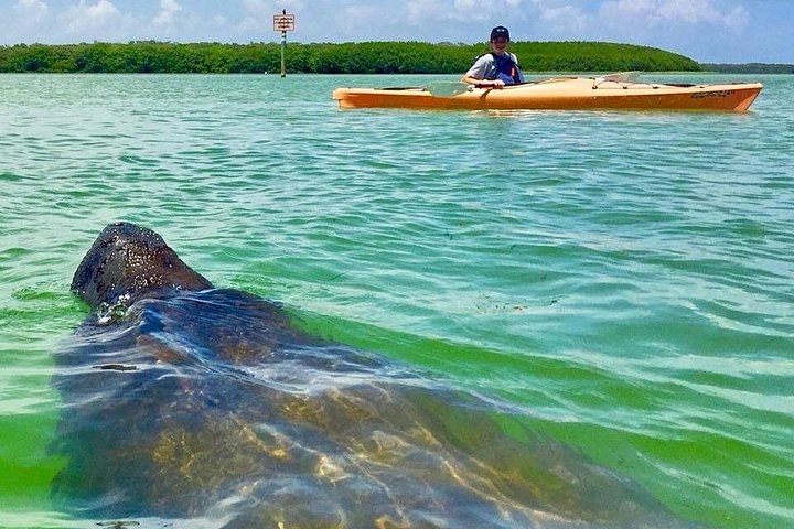 Kajaktour durch Mangroventunnel und auf dem Wasser der Shell Key Preserve, Foto 7 | wizardtrip
