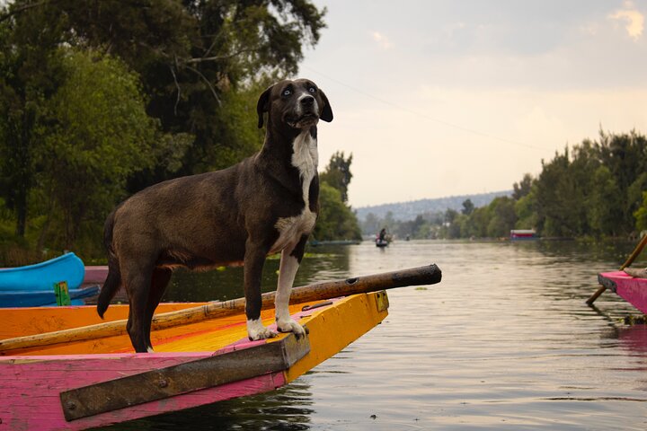Tour en bateau de fête à Xochimilco, Mexico, avec musique, boissons et tacos, photo 15 | wizardtrip
