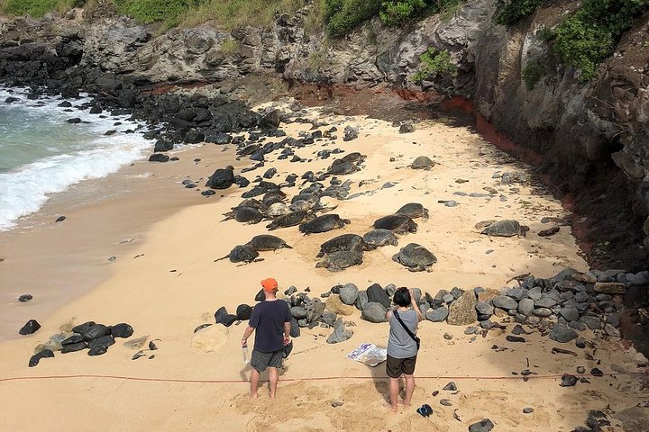 マウイ島の風光明媚なハナへの道ツアー。滝、黒砂海岸、緑豊かな熱帯雨林が特徴です、写真11 | wizardtrip