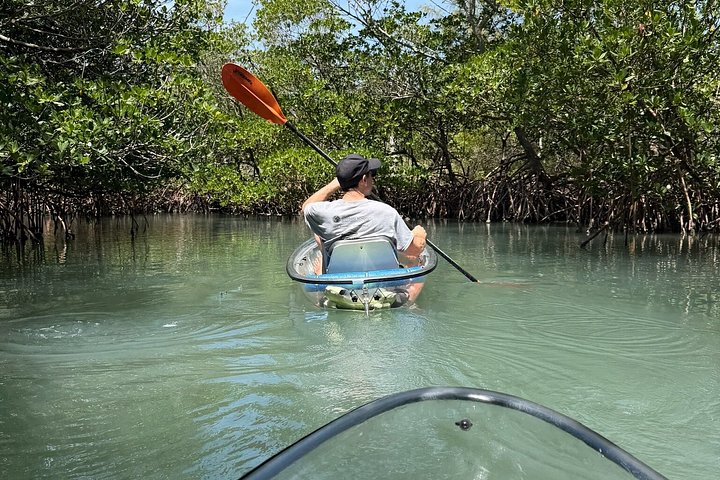 Doorzichtige kajaktocht door mangrove-tunnels in Fort Pierce, Florida, met spotten van zeeleven, foto 6 | wizardtrip