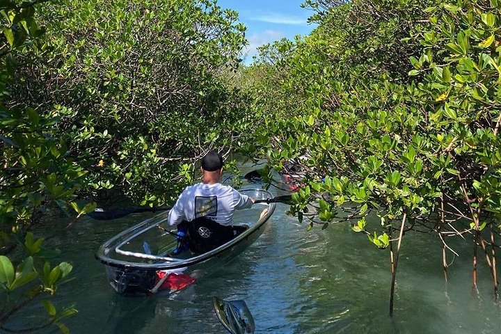 Doorzichtige kajaktocht door mangrove-tunnels in Fort Pierce, Florida, met spotten van zeeleven, foto 8 | wizardtrip