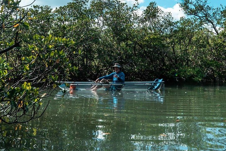 Doorzichtige kajaktocht door mangrove-tunnels in Fort Pierce, Florida, met spotten van zeeleven, foto 9 | wizardtrip