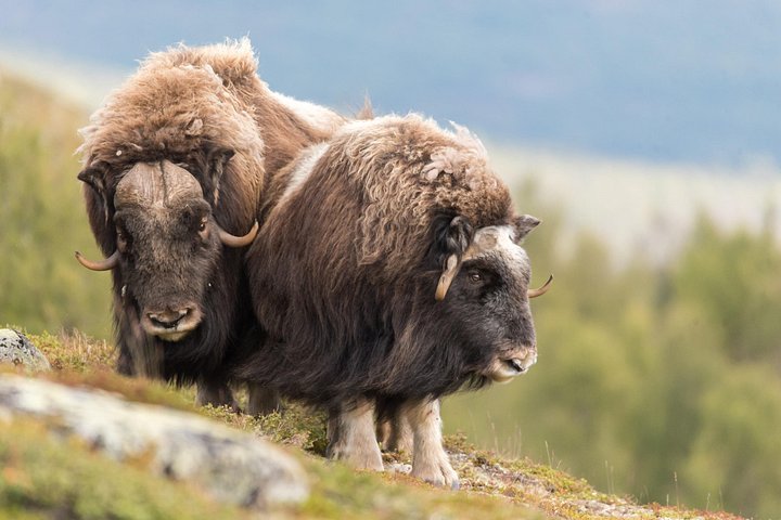 Midden-Noorwegen | wizardtrip