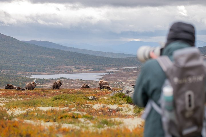 Musk Ox safari avontuur in Dovrefjell National Park, Noorwegen, foto 6 | wizardtrip