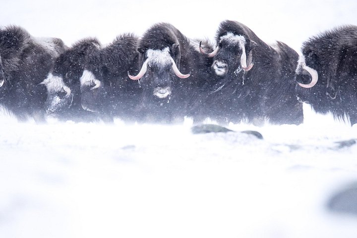 Musk Ox safari avontuur in Dovrefjell National Park, Noorwegen, foto 7 | wizardtrip