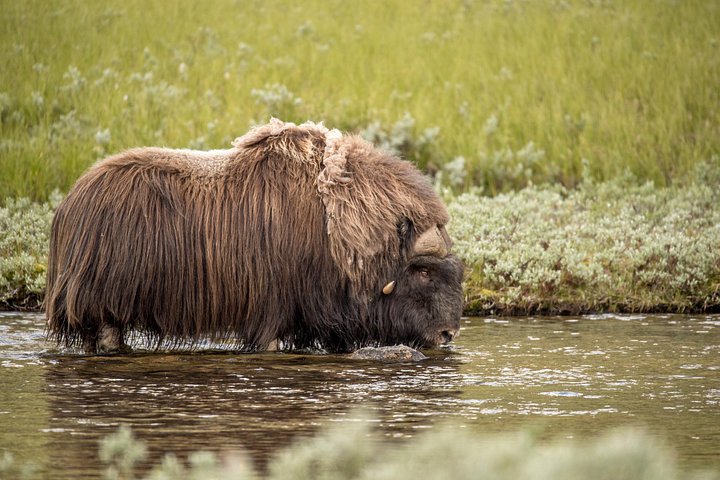 Musk Ox safari avontuur in Dovrefjell National Park, Noorwegen, foto 9 | wizardtrip