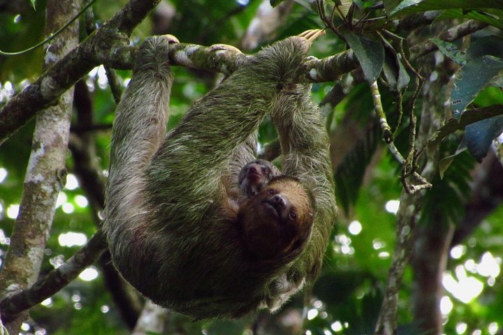 Guidet dovendyr-kigge-tur i La Fortuna, Costa Rica, observerer dyreliv i et naturreservat, foto 6 | wizardtrip