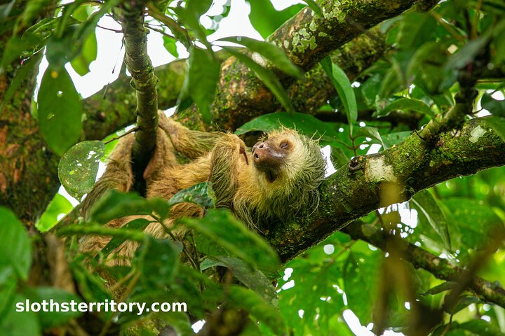 Guidet dovendyr-kigge-tur i La Fortuna, Costa Rica, observerer dyreliv i et naturreservat, foto 7 | wizardtrip