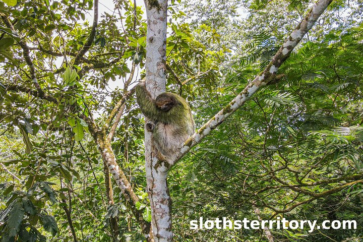 Guidet dovendyr-kigge-tur i La Fortuna, Costa Rica, observerer dyreliv i et naturreservat, foto 8 | wizardtrip