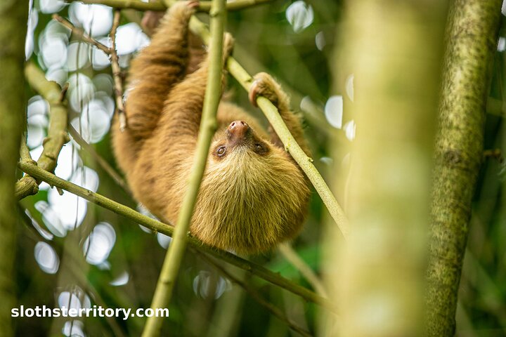 Guidet dovendyr-kigge-tur i La Fortuna, Costa Rica, observerer dyreliv i et naturreservat, foto 9 | wizardtrip