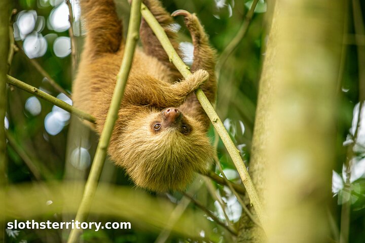 Guidet dovendyr-kigge-tur i La Fortuna, Costa Rica, observerer dyreliv i et naturreservat, foto 10 | wizardtrip