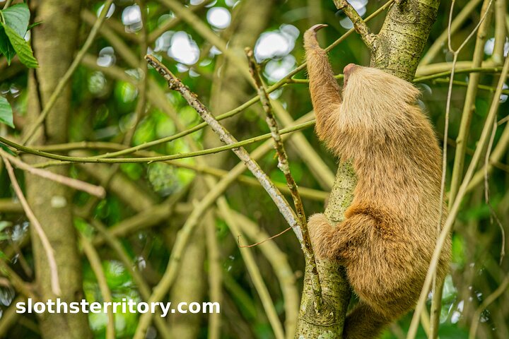Guidet dovendyr-kigge-tur i La Fortuna, Costa Rica, observerer dyreliv i et naturreservat, foto 11 | wizardtrip
