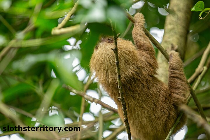 Guidet dovendyr-kigge-tur i La Fortuna, Costa Rica, observerer dyreliv i et naturreservat, foto 16 | wizardtrip